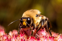 Bumblebee 20130910-3843