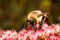 Bumblebee 20130910-3848