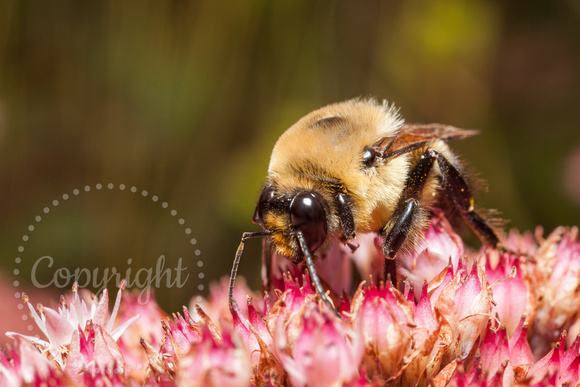 Bumblebee 20130910-3848