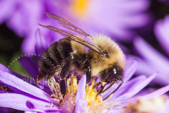 Bumblebee 20131001-4771