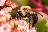 Bumblebee  20130910-3808