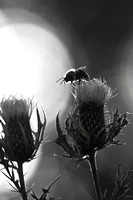 Bumblebee 20110824-0221