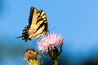Eastern Tiger Swallowtail 20110824-9863