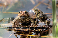 American Toad 20220512-305931