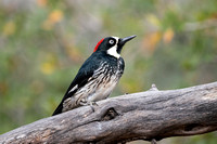 Acorn Woodpecker 20220403-300607
