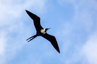Magnificent Frigatebird 20080221-8923