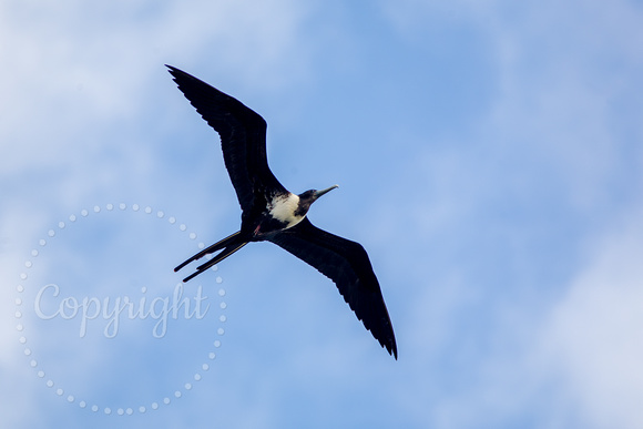 Magnificent Frigatebird 20080221-8923