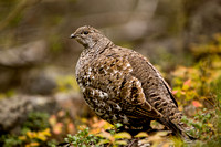 Dusky Grouse 20070918-4076