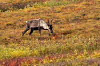 Barren-Ground Caribou 20240927-38142