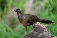 Chachalaca, Plain 20230414-33158