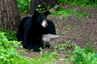 Black Bear 20060609-1155