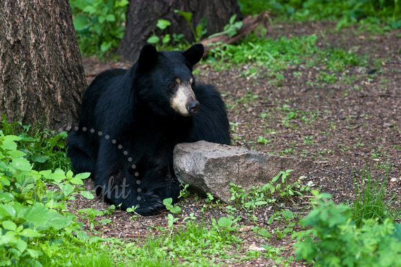 Black Bear 20060609-1155
