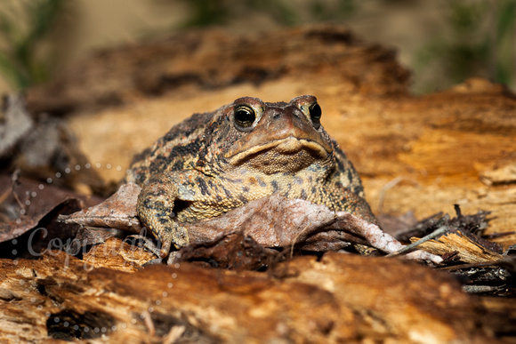 American Toad 20140503-8862