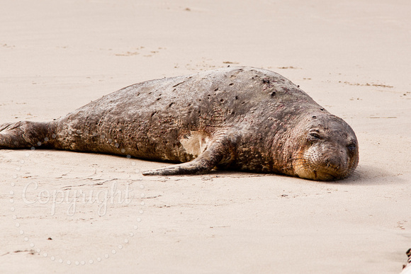 Elephant Seal 20090410-2-21