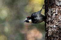 Acorn Woodpecker 20220402-309666