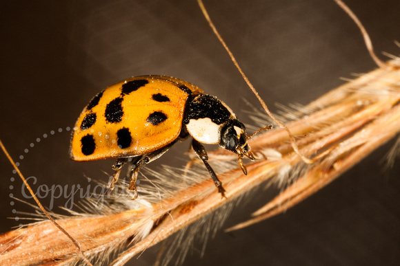 Thirteen-spotted Ladybug 20100325-9437-2