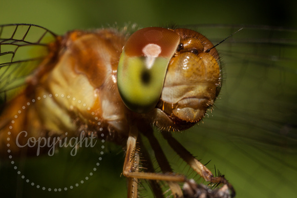 Autumn Meadowhawk Dragonfly 20120712-1586