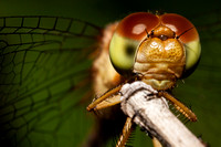 Autumn Meadowhawk Dragonfly 20120712-1615