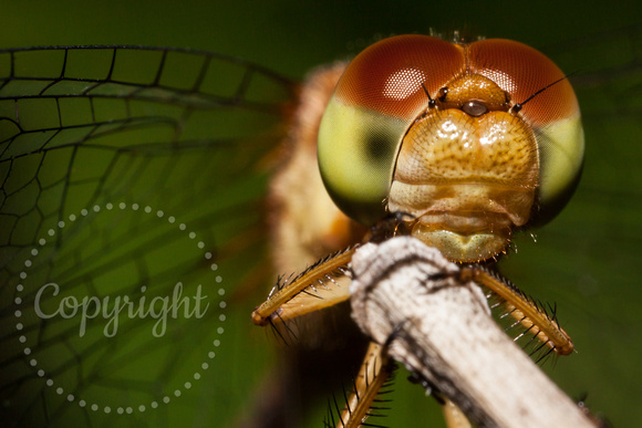 Autumn Meadowhawk Dragonfly 20120712-1615