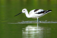 American Avocet 20230413-32507