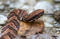Cottonmouth 20150930-1660