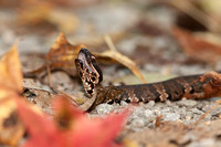 Cottonmouth 20150930-2446