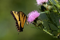 Eastern Tiger Swallowtail 20110824-0101