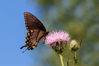 Eastern Tiger Swallowtail 20110824-0023
