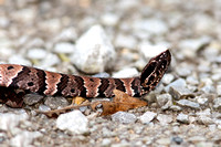 Cottonmouth  20150930-2378