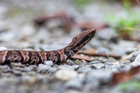 Cottonmouth 20150930-2382
