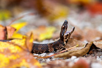 Cottonmouth 20150930-2439