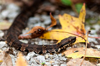 Cottonmouth 20150930-2450