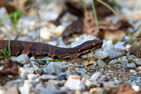 Cottonmouth 20150930-2468