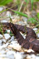 Cottonmouth 20150930-2476