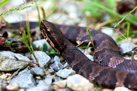 Cottonmouth 20150930-2479