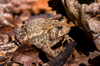 American Toad 20050827-7620