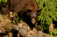 Black Bear 20070717-0920