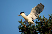 Black-crowned Night Heron 20210713-309744