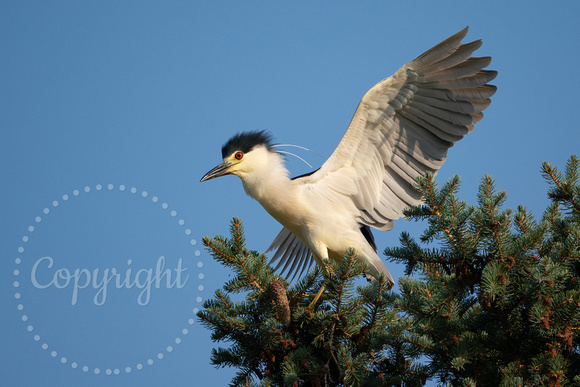 Black-crowned Night Heron 20210713-309744