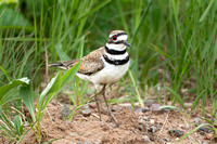 Killdeer 20190521-02330