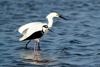 Black-necked Stilt & Snowy Egret 20230419-36873