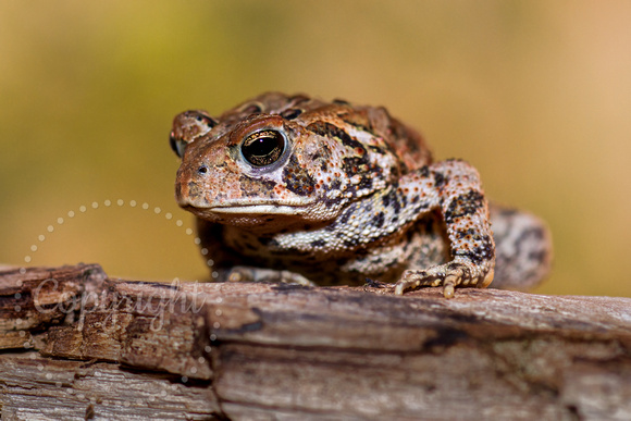 American Toad 20150703-1248