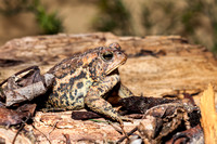 American Toad 20140503-8889