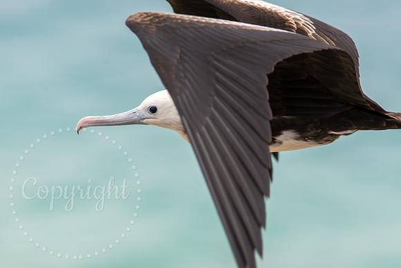 Magnificent Frigatebird 20080220-8752