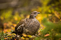 Grouse, Dusky 20070918-4048