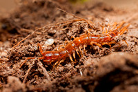 Centipede 20110510-5068