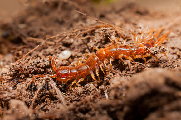 Centipede 20110510-5068