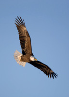 Bald Eagle 20080122-8044