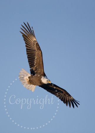 Bald Eagle 20080122-8044