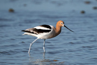 American Avocet 20230419-36628